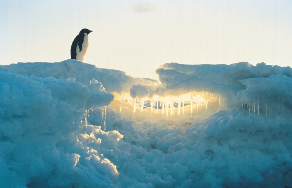 «Das Wilde Abenteuer von Pengu und seine Freunden» – Eine Geschichte von Selina Aksöz