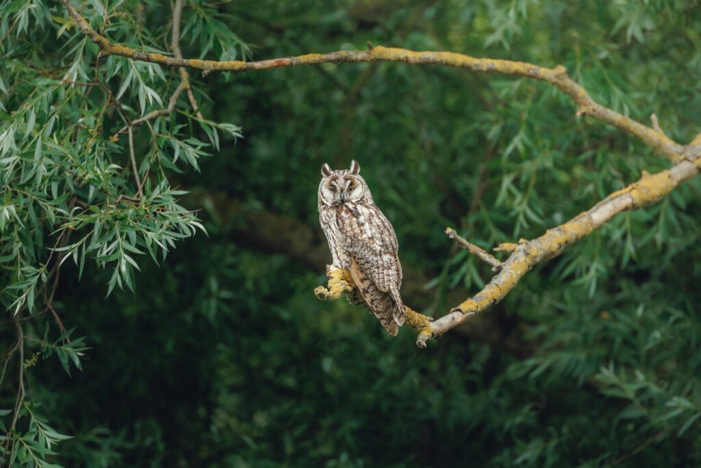 «Das kleine Käuzchen weist mir den Weg» – Eine Geschichte von Milena Baumberger