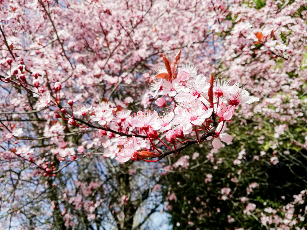 «Kirschblüten Liebe…» – Eine Geschichte von Evangeline Nef
