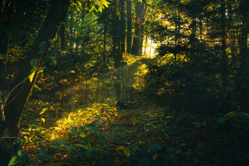 «Die magische Botschaft» – Eine Geschichte von Emily Brönnimann