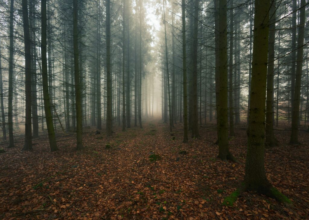 «A Girl and Her 4 Friends Enter a Forest. Only One Comes Out.» – Eine Geschichte von Lea Tschanen