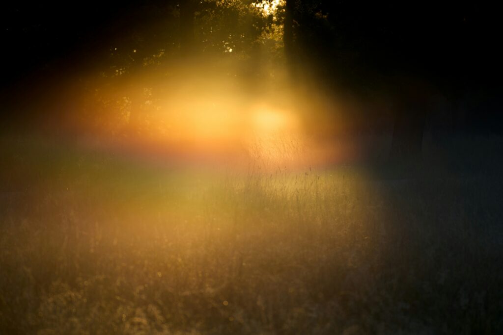 «Abenteuer Im Dreamshade Forest» – Eine Geschichte von Noé Baschong